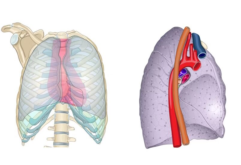 ¿Qué forma tienen los pulmones?