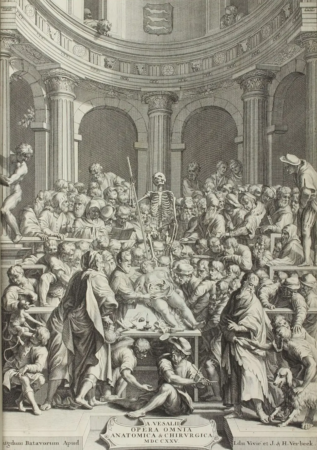 Vesalio llevó a cabo disecciones humanas públicas en Padua Vesalio llevó a cabo disecciones humanas públicas en Padua