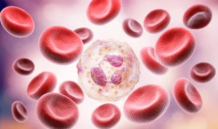 El neutrófilo responde primero a las lesiones e infecciones