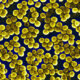 ¿Qué causan las toxinas de Staphylococcus aureus?