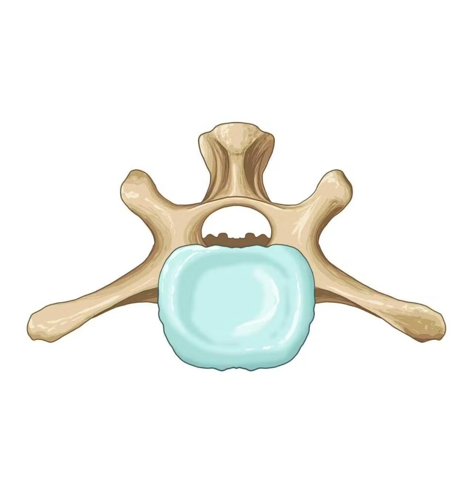 Características anatómicas comunes a todas las vértebras