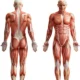 ¿Cuál es la función del sistema muscular?