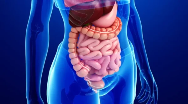 ¿Cuál es la función del sistema digestivo?