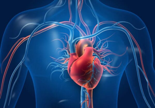 ¿Cómo está compuesto el sistema cardiovascular?