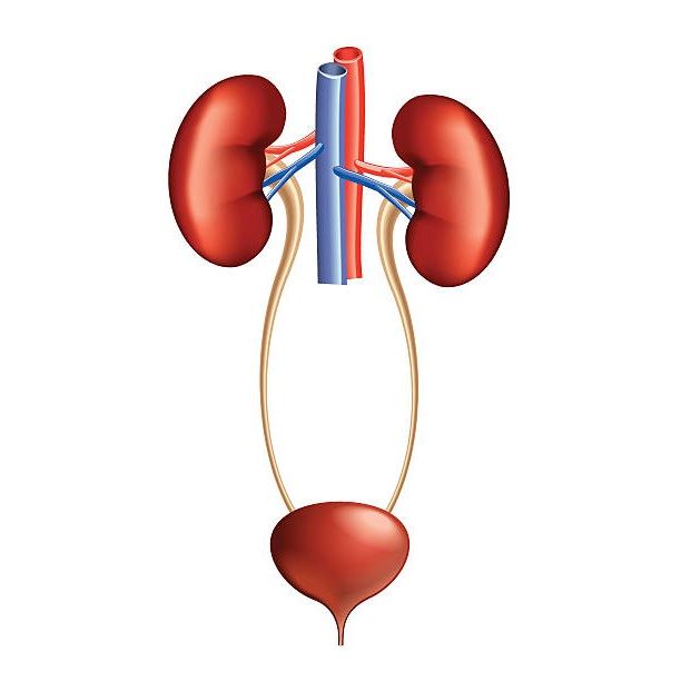 Función del sistema urinario