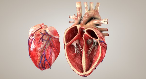 El corazón es un órgano muscular hueco