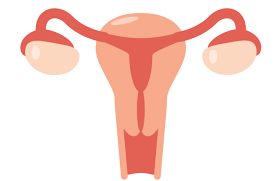 ¿Cuáles son las dos principales funciones de los ovarios?