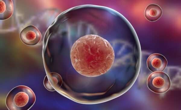 ¿Qué son las proteínas de estrés celular?