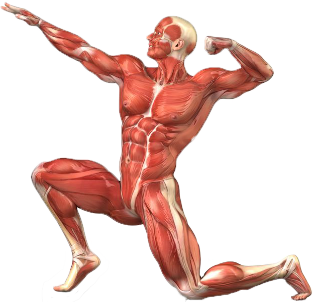 Músculos del sistema de la vida de relación del organismo.