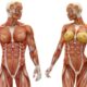 ¿Cuál es el peso de todos los músculos del cuerpo?