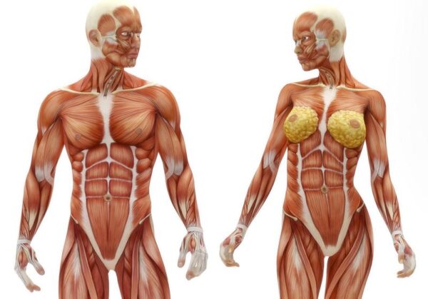 ¿Cuál es el peso de todos los músculos del cuerpo?