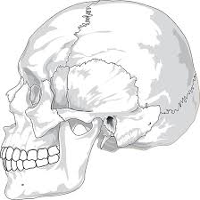 Estructura ósea de la cabeza