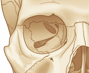 ¿Qué es la órbita ocular?