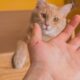 ¿Un arañazo de gato puede causar enfermedad?