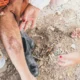 ¿Qué transmite la leishmaniasis?
