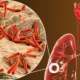 Tratamiento de la tuberculosis latente