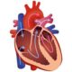 Clasificación de la enfermedad valvular cardíaca en etapas