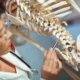 Enfoques metodológicos para entender la anatomía