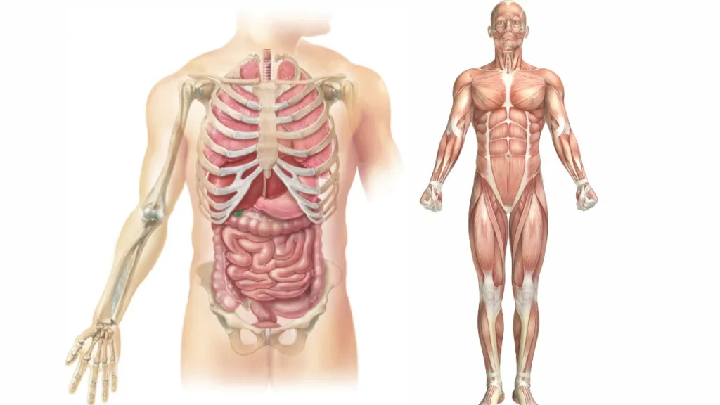 ¿Qué es la anatomía topográfica?