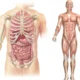 ¿Qué es la anatomía topográfica?