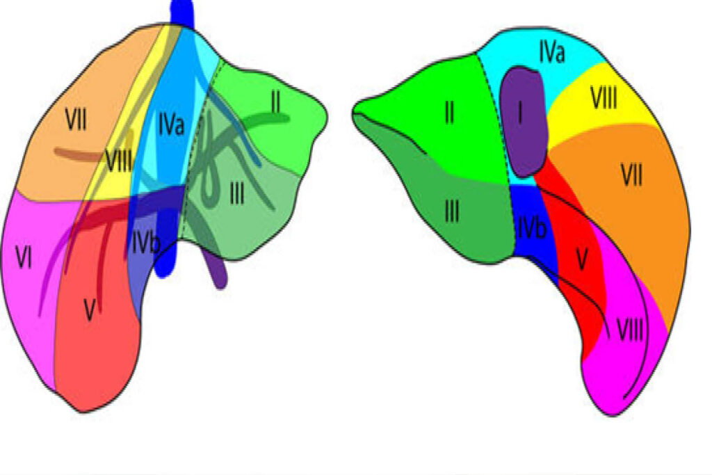 Segmentación hepática