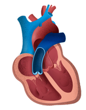 Regurgitación de la válvula pulmonar
