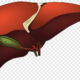 Anatomía topográfica del hígado