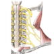 Nervio accesorio (XI)