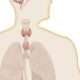 shock endocrino