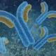 Gammopatía monoclonal de significancia indeterminada