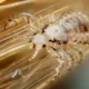 Tratamiento de la pediculosis