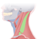 Triángulos del cuello