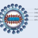 Hepatitis D