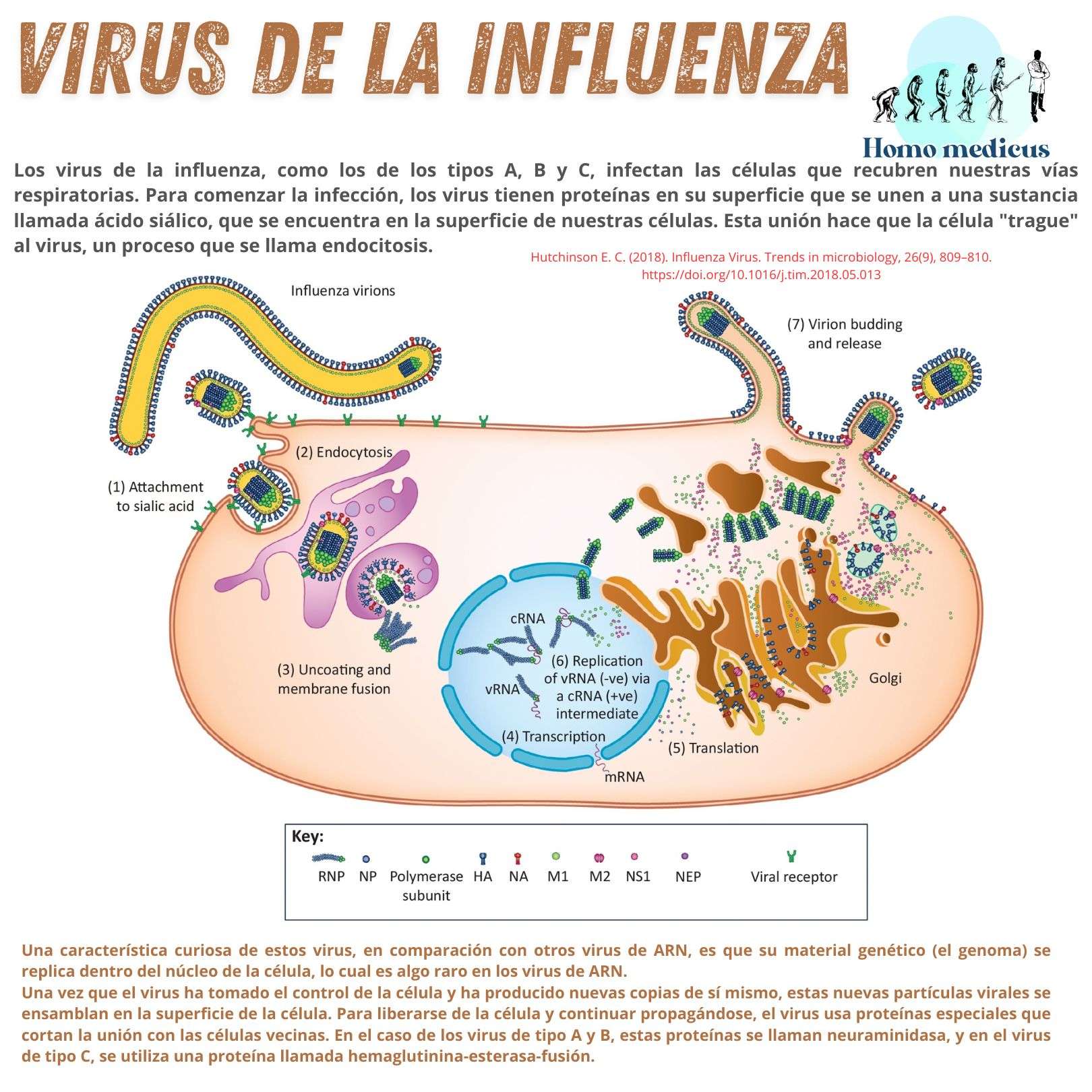Virus de la influenza