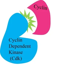 Inhibidores de la quinasa dependiente de la ciclina 4/6 en el tratamiento del cáncer de mama
