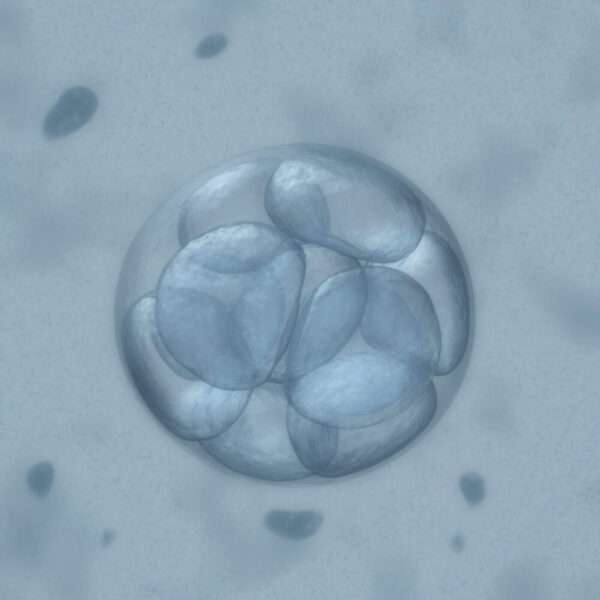 ¿Cuál es la teoría de la epigénesis?