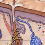 ¿Qué son las glándulas sudoríparas apocrinas?