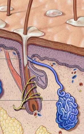 ¿Qué son las glándulas sudoríparas apocrinas?