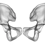 Anatomía del Hueso coxal