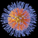 Infección por los virus herpes humanos 6, 7 y 8