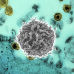 Virus linfotrópico de células T humanas