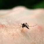 Fiebre Chikungunya
