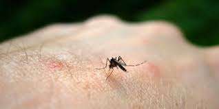 Fiebre Chikungunya