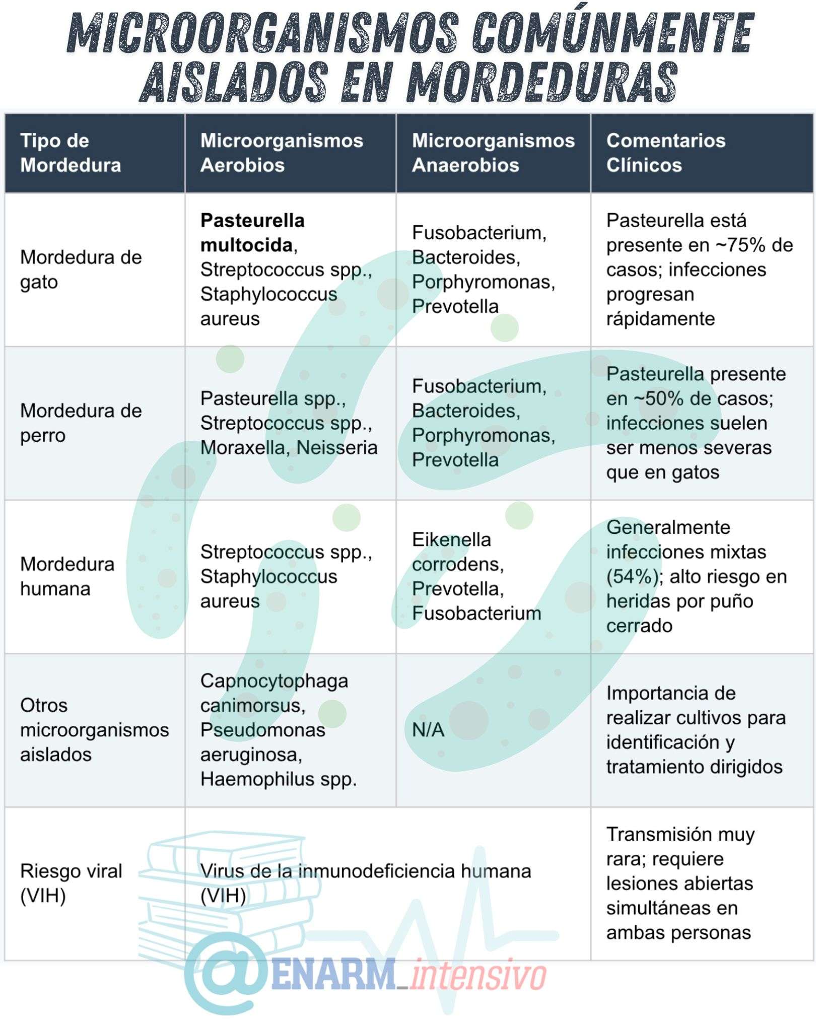 🎴Tarjeta de repaso: Microorganismos Comúnmente Aislados en Mordeduras