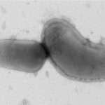 Especies de Bartonella