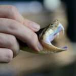 Mordidas de serpiente