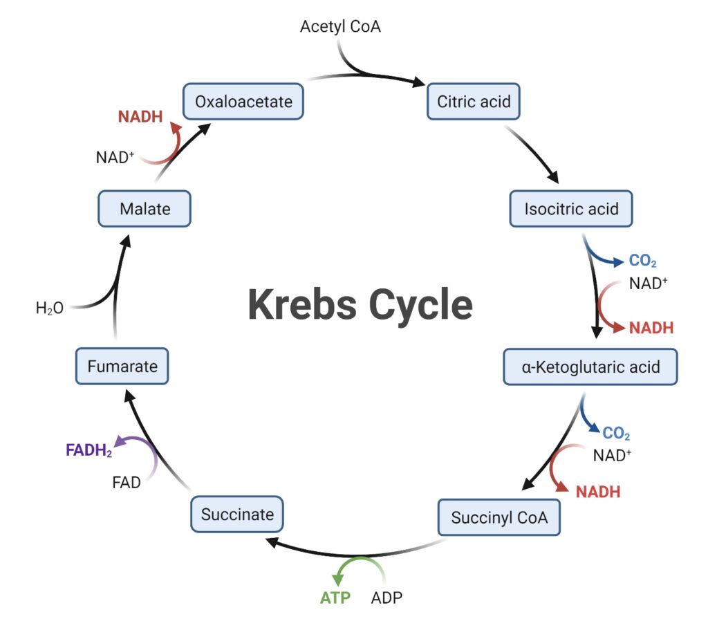 Ciclo del ácido cítrico