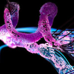 Estructura de las proteínas