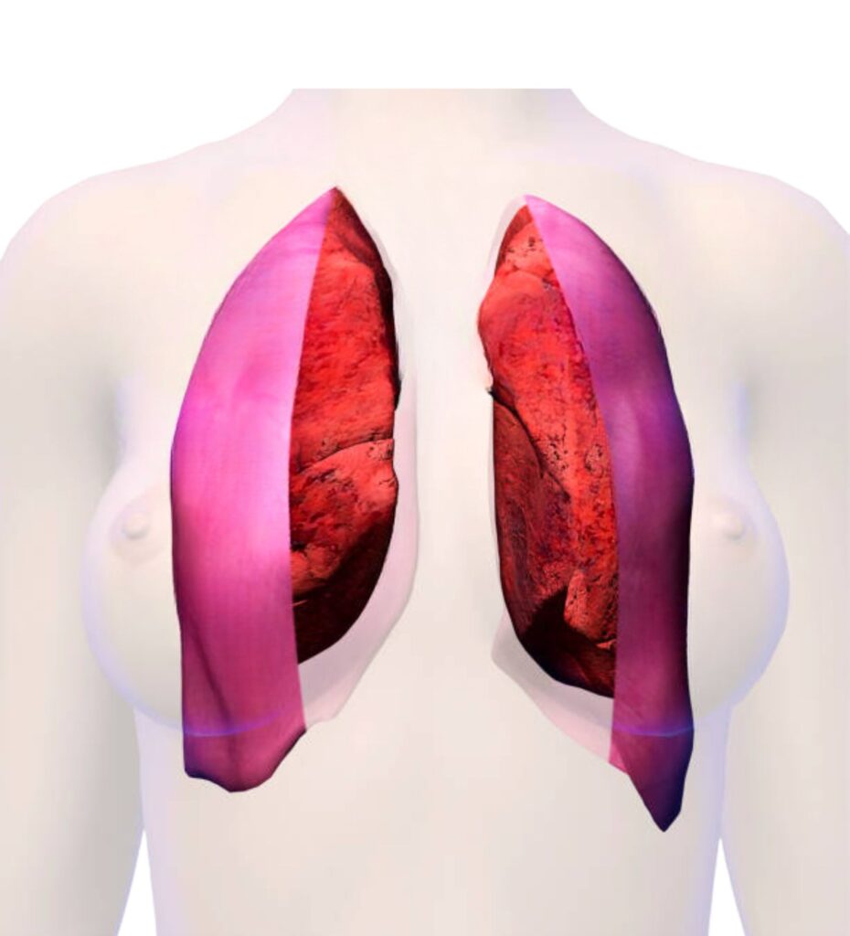 Anatomía de la pleura