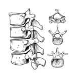 Esqueleto de la columna vertebral